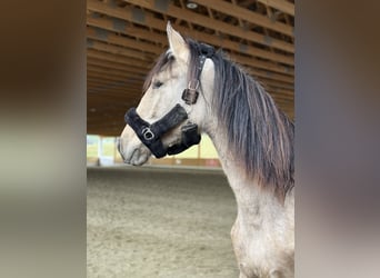 PRE Croisé, Jument, 2 Ans, 150 cm, Buckskin