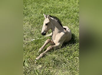 PRE Croisé, Jument, 2 Ans, 150 cm, Buckskin