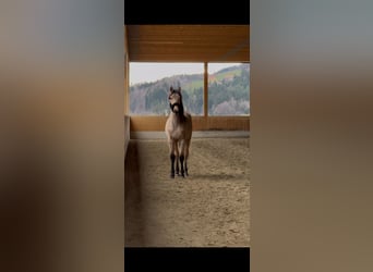 PRE Croisé, Jument, 2 Ans, 150 cm, Buckskin