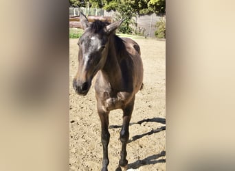 PRE Croisé, Jument, 2 Ans, 150 cm, Gris