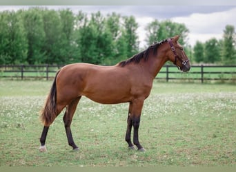 PRE Croisé, Jument, 2 Ans, 152 cm, Bai cerise