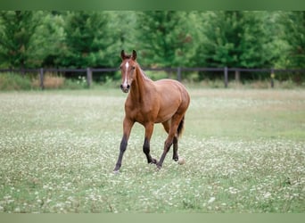 PRE Croisé, Jument, 2 Ans, 152 cm, Bai cerise