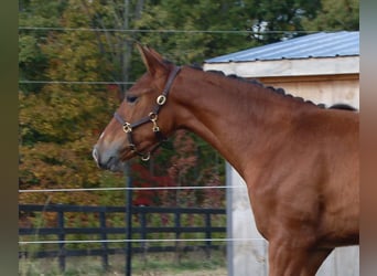 PRE Croisé, Jument, 2 Ans, 152 cm, Bai cerise