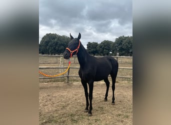 PRE, Jument, 2 Ans, 152 cm, Noir