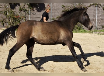 PRE, Jument, 2 Ans, 154 cm, Gris