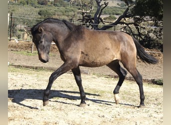 PRE, Jument, 2 Ans, 154 cm, Gris