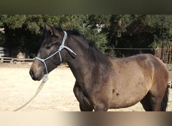 PRE, Jument, 2 Ans, 154 cm, Gris