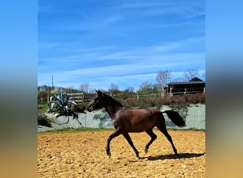 PRE Croisé, Jument, 2 Ans, 154 cm, Noir