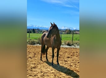 PRE Croisé, Jument, 2 Ans, 154 cm, Noir