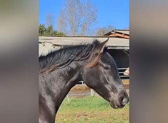 PRE, Jument, 2 Ans, 154 cm, Noir