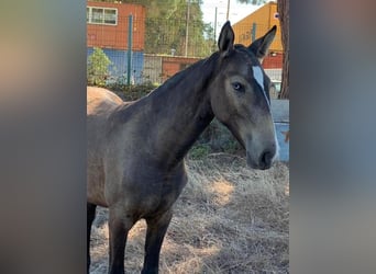PRE Croisé, Jument, 2 Ans, 155 cm, Buckskin