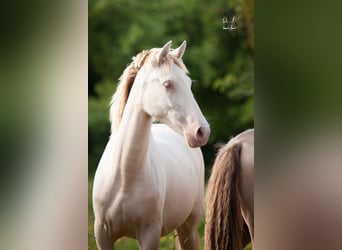 PRE, Jument, 2 Ans, 155 cm, Cremello