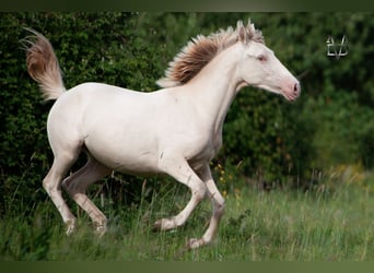 PRE, Jument, 2 Ans, 155 cm, Cremello