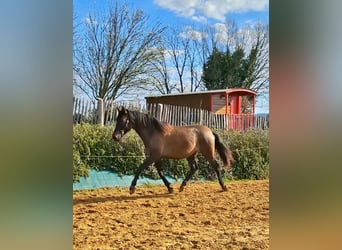 PRE Croisé, Jument, 2 Ans, 155 cm, Gris (bai-dun)