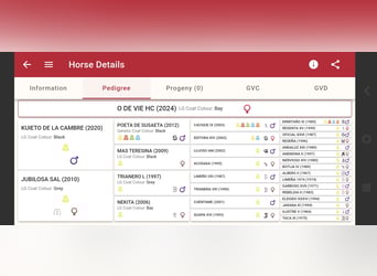 PRE Croisé, Jument, 2 Ans, 155 cm, Gris (bai-dun)