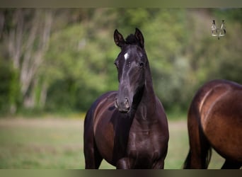 PRE Croisé, Jument, 2 Ans, 155 cm, Noir