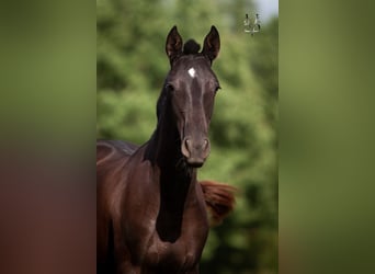 PRE Croisé, Jument, 2 Ans, 155 cm, Noir