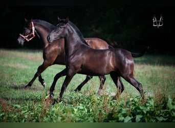 PRE Croisé, Jument, 2 Ans, 155 cm, Noir