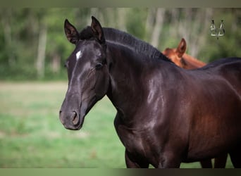 PRE Croisé, Jument, 2 Ans, 155 cm, Noir