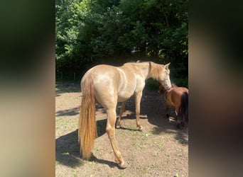 PRE Croisé, Jument, 2 Ans, 155 cm, Perle