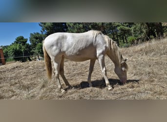 PRE Croisé, Jument, 2 Ans, 155 cm, Perlino