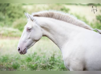 PRE, Jument, 2 Ans, 158 cm, Cremello