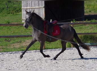 PRE, Jument, 2 Ans, 159 cm, Gris noir