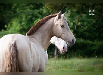 PRE Croisé, Jument, 2 Ans, 160 cm, Champagne