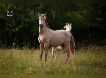 PRE Croisé, Jument, 2 Ans, 160 cm, Champagne