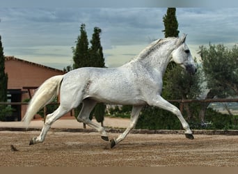 PRE Croisé, Jument, 2 Ans, 160 cm, Gris