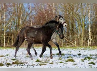 PRE, Jument, 2 Ans, 160 cm, Gris noir