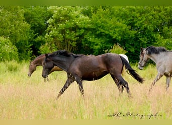 PRE, Jument, 2 Ans, 160 cm, Gris noir