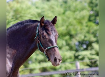 PRE, Jument, 2 Ans, 160 cm, Gris noir