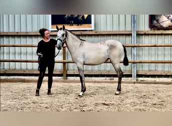 PRE Croisé, Jument, 2 Ans, 160 cm, Grullo