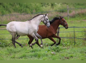 PRE Croisé, Jument, 2 Ans, 160 cm, Grullo