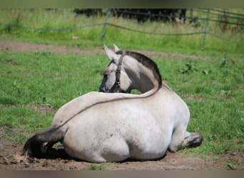 PRE Croisé, Jument, 2 Ans, 160 cm, Grullo