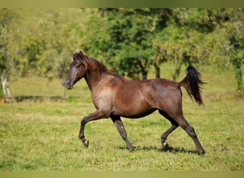 PRE, Jument, 2 Ans, 160 cm, Noir