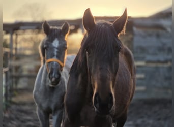 PRE Croisé, Jument, 2 Ans, 162 cm, Bai