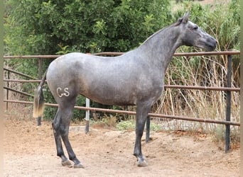 PRE Croisé, Jument, 2 Ans, 162 cm, Gris