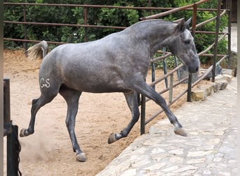 PRE Croisé, Jument, 2 Ans, 162 cm, Gris