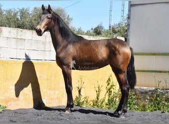 PRE, Jument, 2 Ans, 162 cm, Isabelle