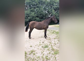 PRE Croisé, Jument, 2 Ans, 162 cm, Noir