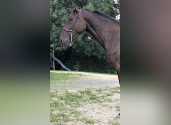 PRE Croisé, Jument, 2 Ans, 162 cm, Noir