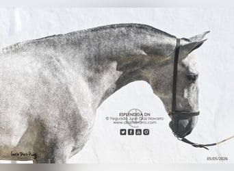 PRE, Jument, 2 Ans, 164 cm, Gris moucheté
