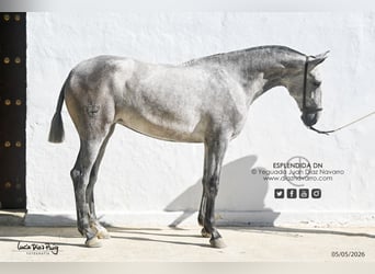 PRE, Jument, 2 Ans, 164 cm, Gris moucheté