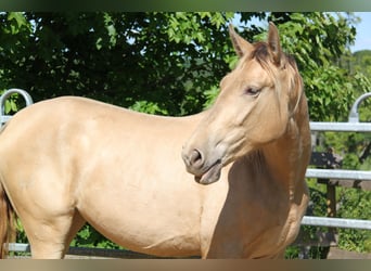 PRE, Jument, 2 Ans, 164 cm, Perle