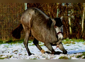 PRE, Jument, 2 Ans, 165 cm, Gris