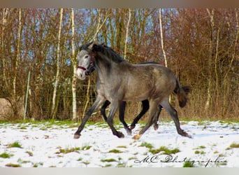 PRE, Jument, 2 Ans, 165 cm, Gris