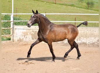 PRE Croisé, Jument, 2 Ans, 165 cm, Gris