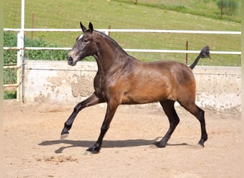 PRE Croisé, Jument, 2 Ans, 165 cm, Gris